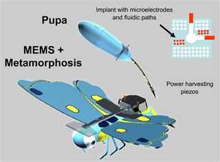 Illustration for article titled Cyborg Moths Will Help Fighter Pilots, Troops